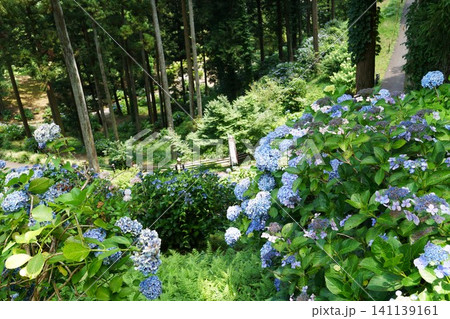 紫陽花の咲くフラワーパーク里山の風景 紫陽花の咲くフラワーパーク里山の風景 141139161