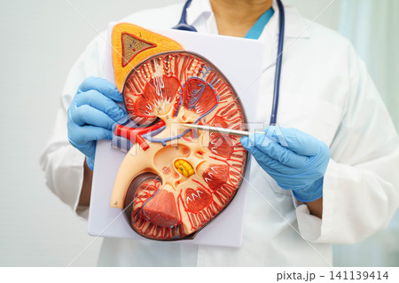 Chronic kidney disease, doctor with model for treatment urinary system, urology, Estimated glomerular filtration rate eGFR. 141139414