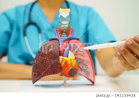 Pneumonia, lung cancer, Asian doctor with human lung model. Pneumonia, lung cancer, Asian doctor with human lung model. 141139438