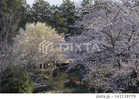 桜の花 羊山公園 桜の花 羊山公園 141139779