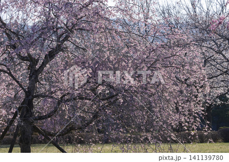 桜の花 羊山公園 桜の花 羊山公園 141139780