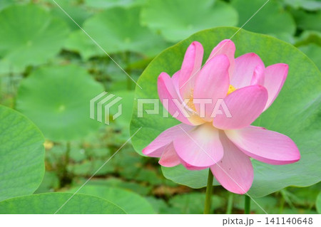 古代蓮の花 古代蓮の花 141140648