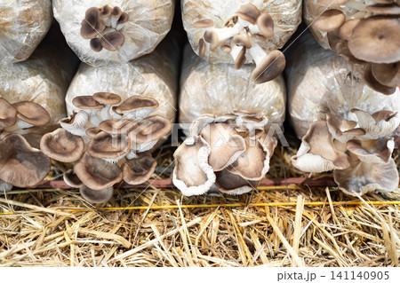 Oyster mushroom growth in farm, herb vegetable natural organic, raw food ingredient for good health diet. Oyster mushroom growth in farm, herb vegetable natural organic, raw food ingredient for good health diet. 141140905