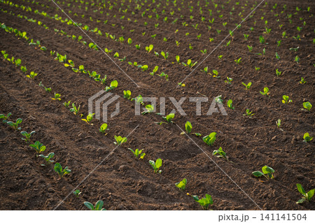 Young green seedlings growing in rows on fertile dark soil, concept of agriculture, farming, new life and growth Young green seedlings growing in rows on fertile dark soil, concept of agriculture, farming, new life and growth 141141504