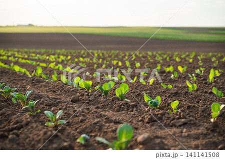 Young green plants emerging from dark soil in organized rows, showing new life, agriculture, and sustainable growth in a field Young green plants emerging from dark soil in organized rows, showing new life, agriculture, and sustainable growth in a field 141141508