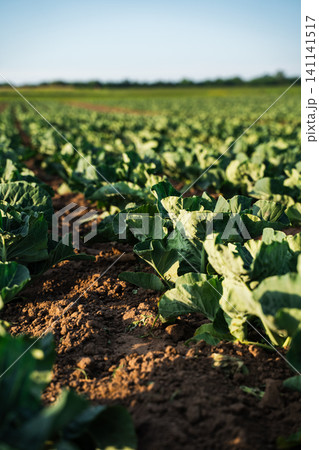 Young green cabbage plants growing in rows in healthy soil under natural light on an agricultural farm field Young green cabbage plants growing in rows in healthy soil under natural light on an agricultural farm field 141141517