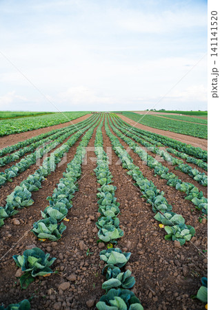 Cabbage plants growing in long, parallel rows on a farm field. Green vegetables thriving in cultivated soil Cabbage plants growing in long, parallel rows on a farm field. Green vegetables thriving in cultivated soil 141141520