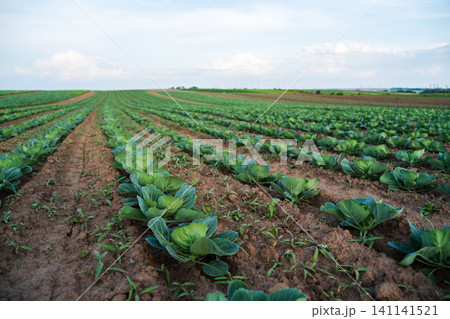 Green cabbage field with rows of young plants growing in rich soil under a cloudy sky, agriculture landscape Green cabbage field with rows of young plants growing in rich soil under a cloudy sky, agriculture landscape 141141521