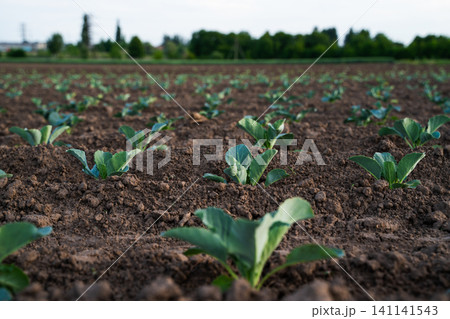 Cabbage seedlings growing in rows on a field, showcasing early stage crop development and sustainable agriculture practices 141141543