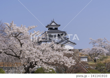 小峰城と桜の花 小峰城と桜の花 141141910