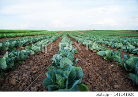 Cabbage plants growing in rows on a vast agriculture field under a summer sky, fresh organic vegetables cultivating Cabbage plants growing in rows on a vast agriculture field under a summer sky, fresh organic vegetables cultivating 141141920
