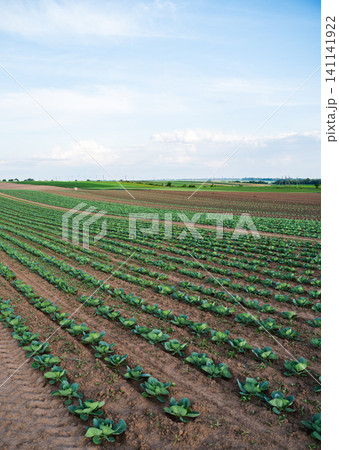 Cabbage plants in neat rows covering a large agricultural field under a bright sky, symbolizing farming, growth, and food Cabbage plants in neat rows covering a large agricultural field under a bright sky, symbolizing farming, growth, and food 141141922