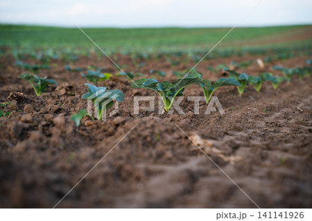 Young seedlings growing in rows on agricultural field during spring season, symbolizing growth and renewal Young seedlings growing in rows on agricultural field during spring season, symbolizing growth and renewal 141141926