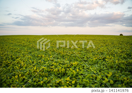 Vast soybean field under a summer sky at sunset showing agriculture, farming, crops, and rural landscape Vast soybean field under a summer sky at sunset showing agriculture, farming, crops, and rural landscape 141141976