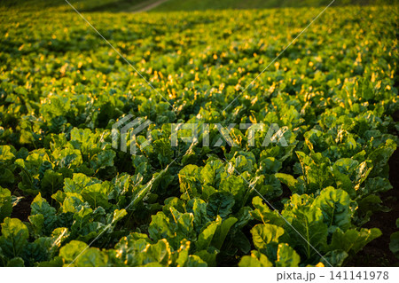 Green sugar beet field illuminated by golden sunlight in rural agricultural landscape, showing healthy crops and sustainable farming 141141978