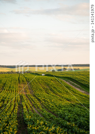 Car driving through vast green agricultural fields, winding dirt road, rural landscape, summer scenic view, cultivating crops Car driving through vast green agricultural fields, winding dirt road, rural landscape, summer scenic view, cultivating crops 141141979