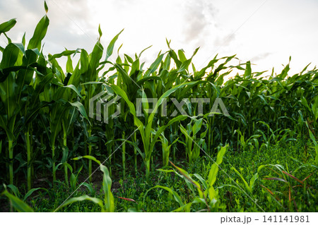 Green corn field thriving under a summer sky, growing crop plants in an agricultural farmland at sunset Green corn field thriving under a summer sky, growing crop plants in an agricultural farmland at sunset 141141981