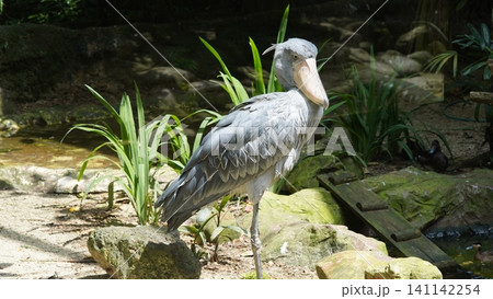 Shoebill Stork Portrait in Natural Habitat Shoebill Stork Portrait in Natural Habitat 141142254