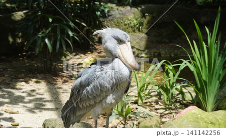 Shoebill Stork Portrait in Natural Habitat Photography Shoebill Stork Portrait in Natural Habitat Photography 141142256