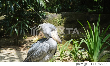 Shoebill Stork Portrait in Natural Habitat Wildlife Bird 141142257