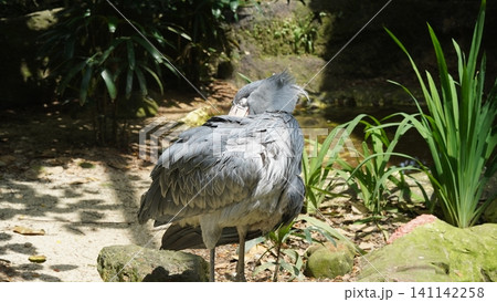 Shoebill Stork Bird in Natural Habitat Close Up Photo Shoebill Stork Bird in Natural Habitat Close Up Photo 141142258