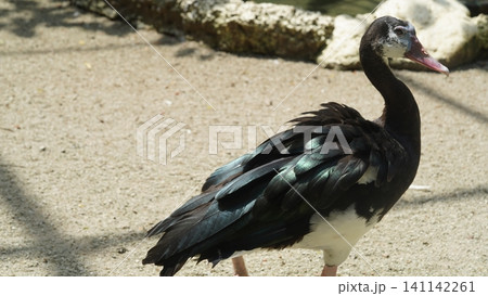 Magpie Goose Anseranas semipalmata Bird Photography 141142261