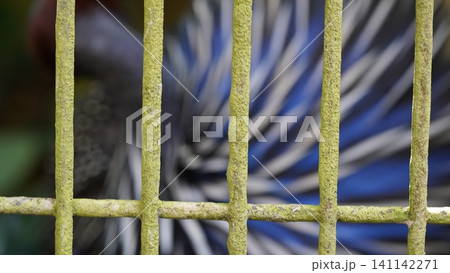 Vulturine Guineafowl Behind a Mossy Green Cage Vulturine Guineafowl Behind a Mossy Green Cage 141142271