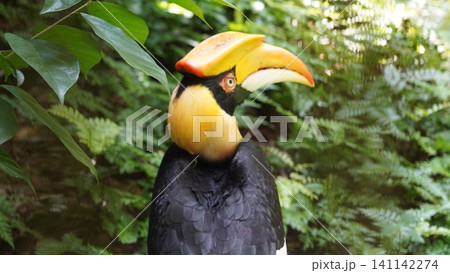 Great Hornbill Bird Portrait Wildlife Photography 141142274