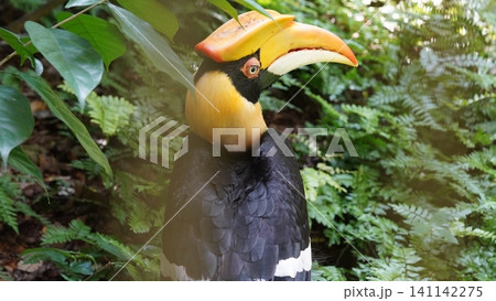 Close Up of a Great Hornbill Bird in Lush Foliage 141142275