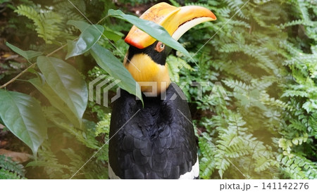 Great Hornbill Bird Beautiful Bird in Green Foliage 141142276