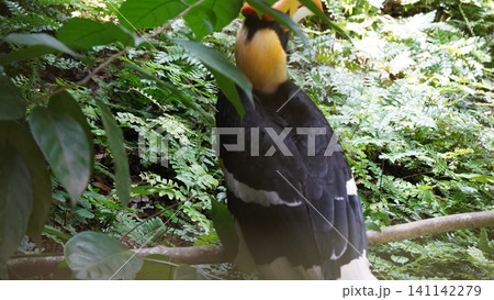 Great Hornbill Bird in Lush Greenery Great Hornbill Bird in Lush Greenery 141142279