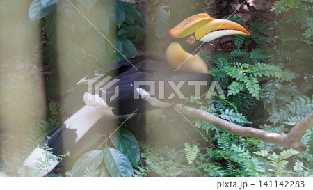 Great Hornbill Bird in Lush Greenery Nature Scene Great Hornbill Bird in Lush Greenery Nature Scene 141142283