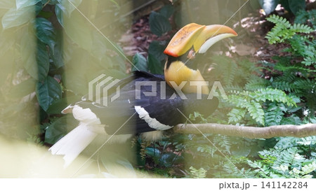 Great Hornbill Bird Resting in a Lush Tropical Forest Great Hornbill Bird Resting in a Lush Tropical Forest 141142284