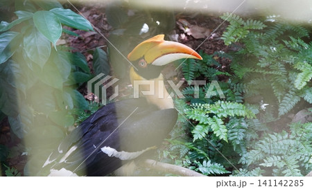 Great Hornbill Bird Portrait in Natural Habitat Great Hornbill Bird Portrait in Natural Habitat 141142285