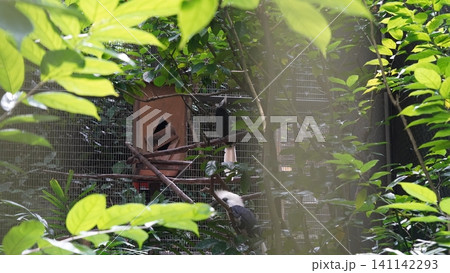 White Crested Hornbill Pair Nesting in Enclosure White Crested Hornbill Pair Nesting in Enclosure 141142293