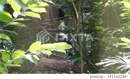 Visayan Hornbill Birds at the Zoo Nature Photography Visayan Hornbill Birds at the Zoo Nature Photography 141142294