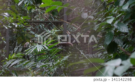 Visayan Hornbill Bird Through Green Foliage At Zoo Visayan Hornbill Bird Through Green Foliage At Zoo 141142298