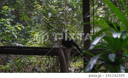 Rhinoplax vigil perched in enclosure at zoo Rhinoplax vigil perched in enclosure at zoo 141142305