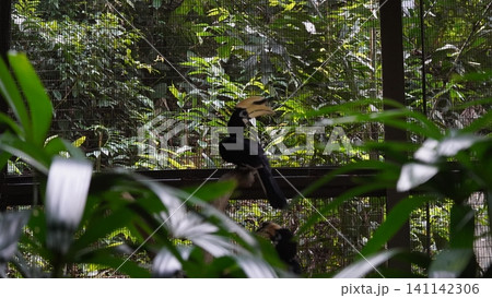 Hornbill Bird in Captivity Amid Lush Greenery Hornbill Bird in Captivity Amid Lush Greenery 141142306