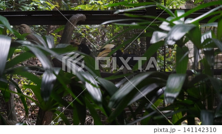 Oriental Pied Hornbill Birds at the Zoo Oriental Pied Hornbill Birds at the Zoo 141142310