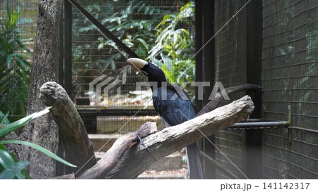 Rhinoplax vigil Bornean Hornbill Bird in Captivity Rhinoplax vigil Bornean Hornbill Bird in Captivity 141142317