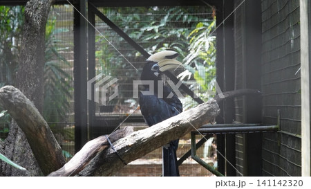 Portrait of a White Crested Hornbill Bird in Captivity Portrait of a White Crested Hornbill Bird in Captivity 141142320