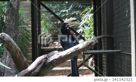 Oriental Pied Hornbill Bird in Captivity Oriental Pied Hornbill Bird in Captivity 141142321
