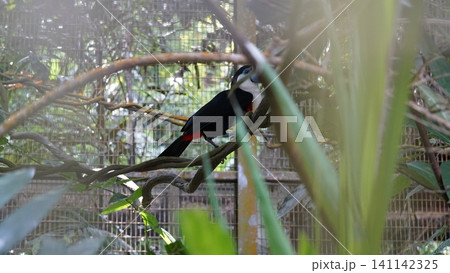 Chestnut eared aracari perched on branch nature photography Chestnut eared aracari perched on branch nature photography 141142325