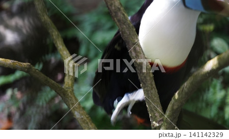 Channel Billed Toucan Close Up Wildlife Bird Photography Channel Billed Toucan Close Up Wildlife Bird Photography 141142329