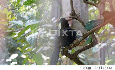 Channel Billed Toucan in the Wild 141142338