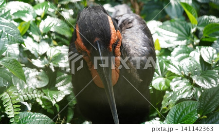 Southern Ground Hornbill Bird Portrait Among Green Leaves Southern Ground Hornbill Bird Portrait Among Green Leaves 141142363