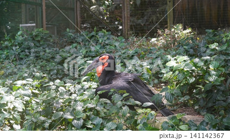 Ground Hornbill Bird in Greenery Natural Habitat 141142367