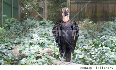 Southern Ground Hornbill Bird Bucorvus Leadbeateri Portrait Southern Ground Hornbill Bird Bucorvus Leadbeateri Portrait 141142375