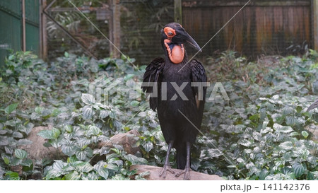 Southern Ground Hornbill Bird in Natural Habitat Southern Ground Hornbill Bird in Natural Habitat 141142376